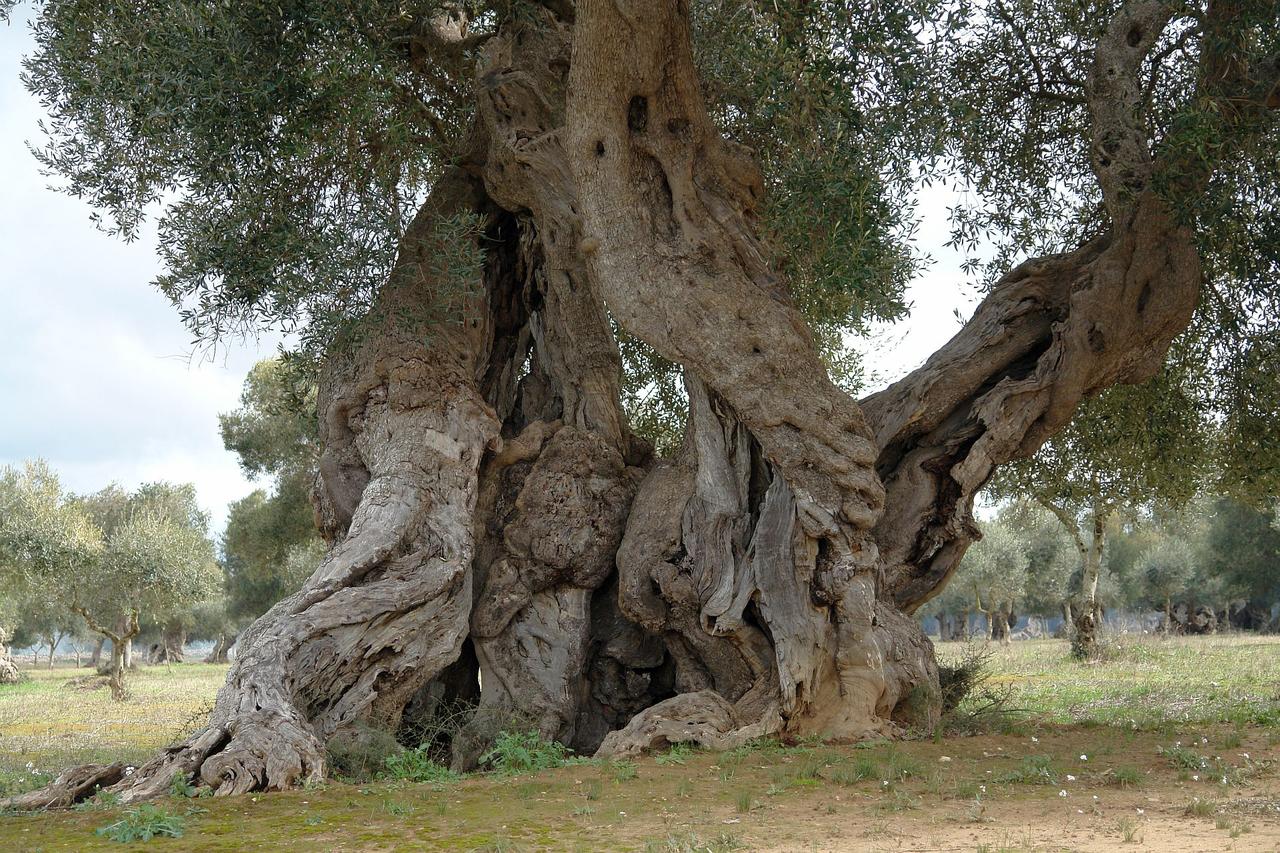 Wi-fi, Xylella…come e perché Italia odia la scienza