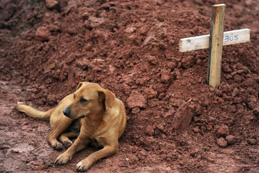 Chi non ha mai posseduto un cane, non sa cosa significhi essere amato.